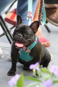 frenchie, bulldog, cute, pet, puppy, animal, french, portrait, nature, adorable, canine, dog training
