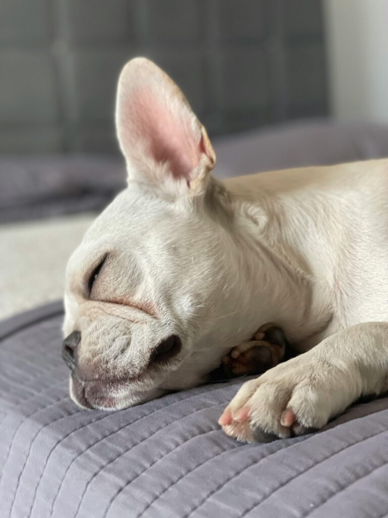 Sleepy French Bulldog puppy peacefully napping on a comfortable bed, capturing serene cuteness.