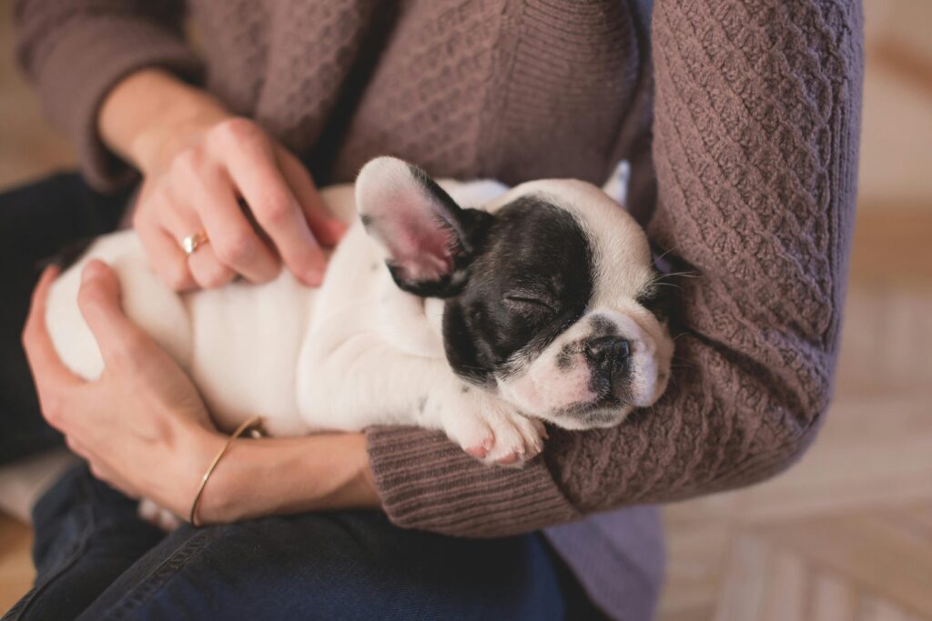 A sweet bulldog puppy peacefully asleep in a warm embrace, conveying warmth and comfort.