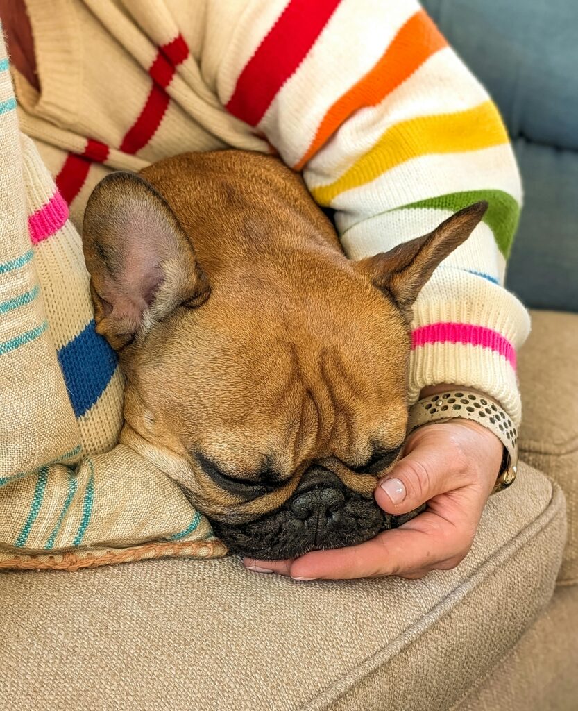 A relaxed French Bulldog sleeping in a person's arms, wrapped in a colorful sweater, indoors.