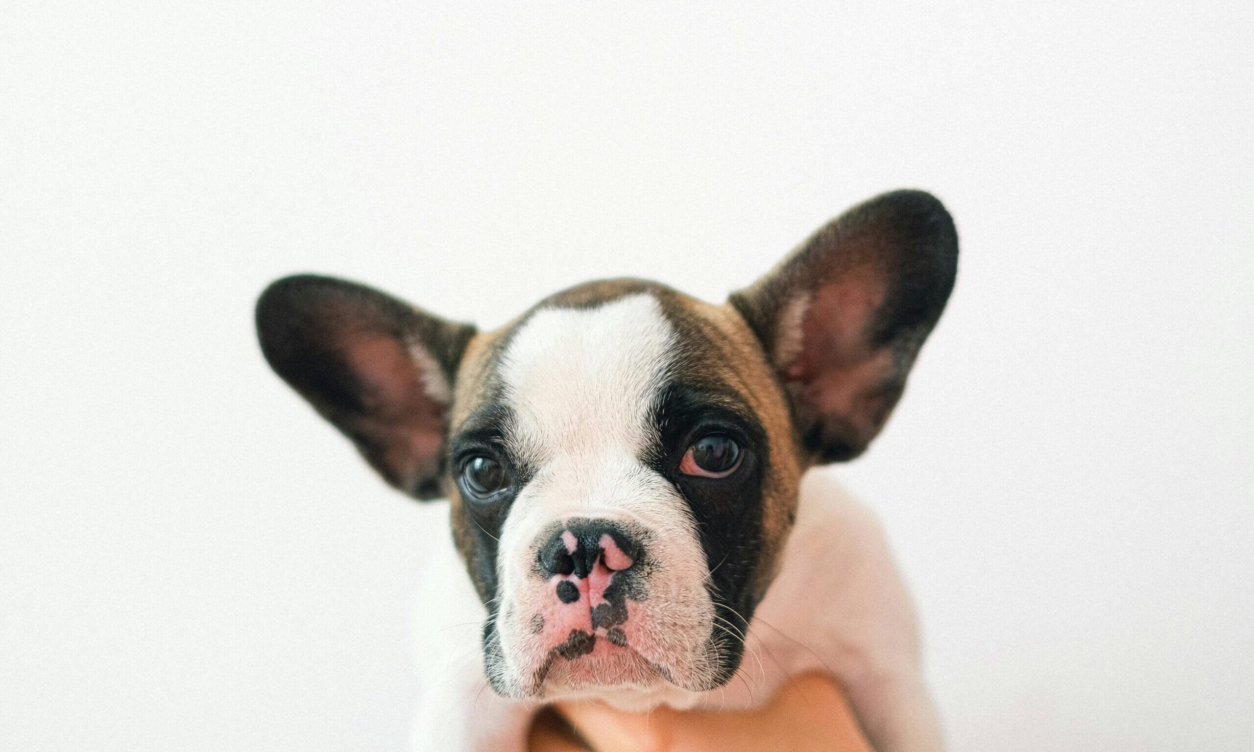 Close-up portrait of a cute French Bulldog puppy with a white background.