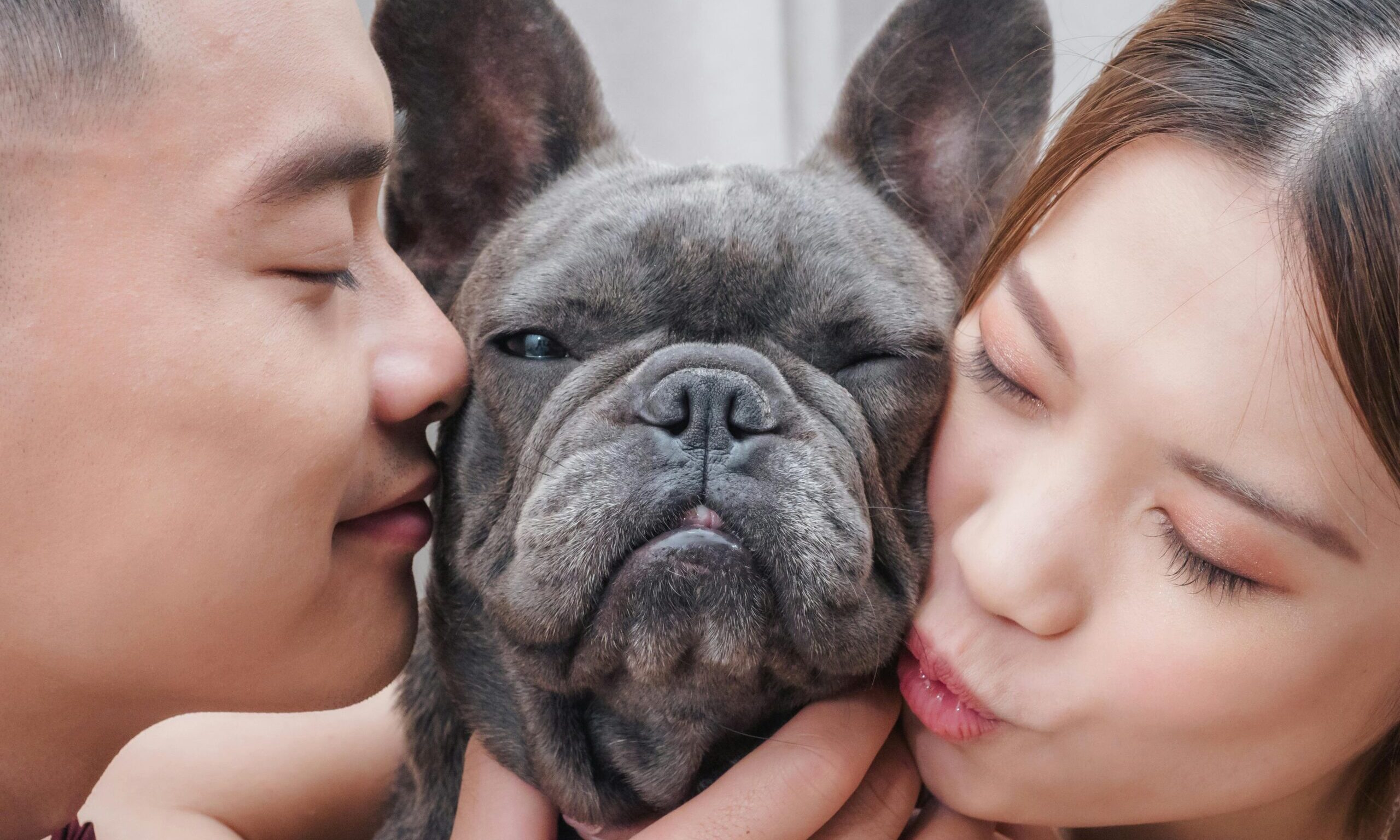 Close-up of a couple affectionately holding their French bulldog.